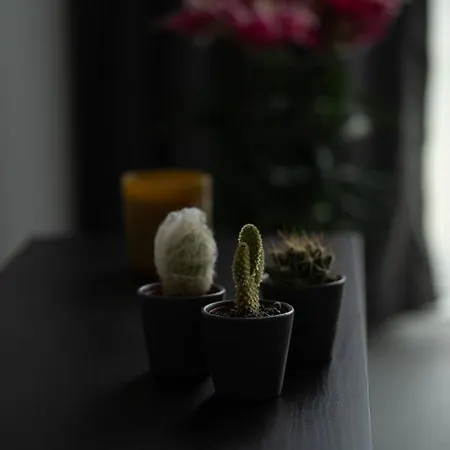 Rose Erela Antalia